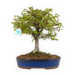 Zelkova Serrata - Elm - 36 cm