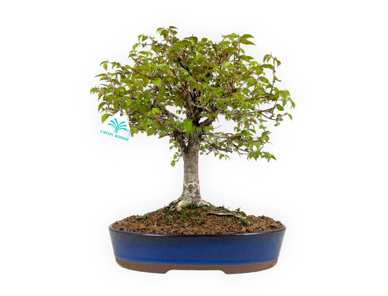 Zelkova Serrata - Elm - 36 cm
