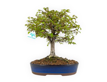 Zelkova Serrata - Elm - 36 cm
