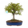 Zelkova Serrata - Olmo - 36 cm