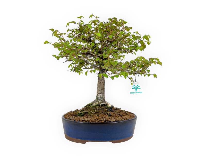 Zelkova Serrata - Elm - 36 cm