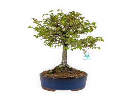Zelkova Serrata - Elm - 36 cm
