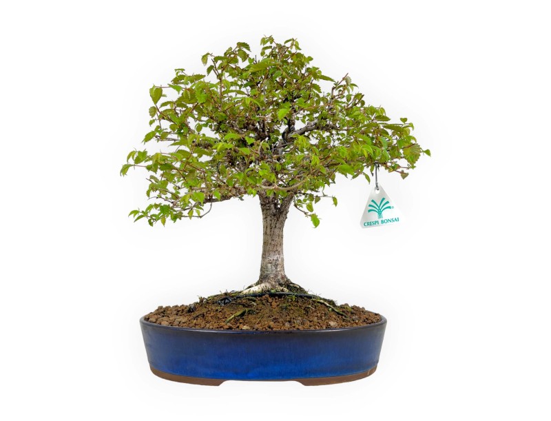 Zelkova Serrata - Orme - 36 cm