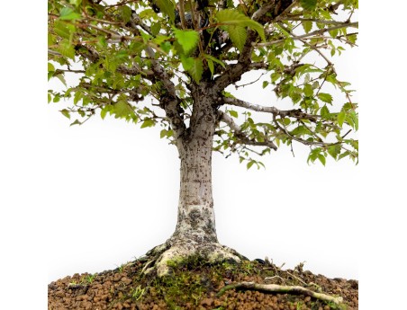Zelkova serrata - Olmo - 36 cm