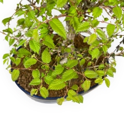 Zelkova Serrata - Elm - 36 cm