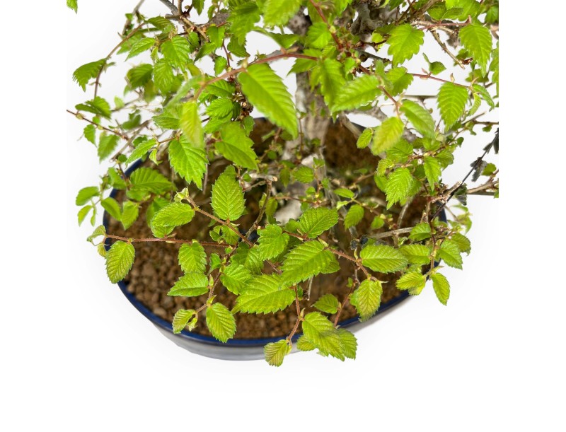 Zelkova Serrata - Orme - 36 cm