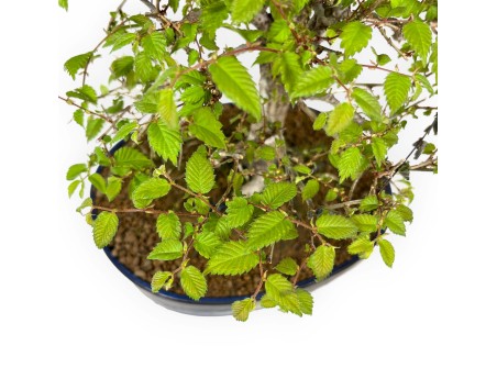 Zelkova Serrata - Elm - 36 cm