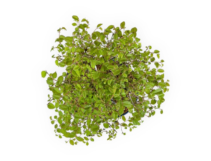 Zelkova Serrata - Elm - 36 cm