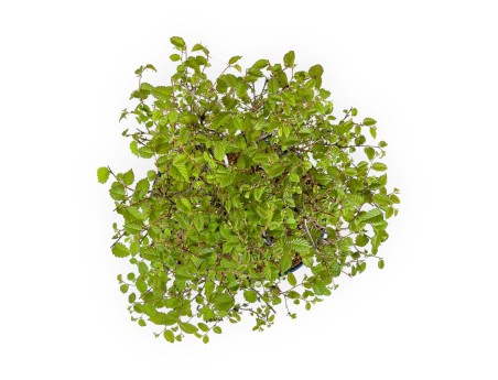 Zelkova Serrata - Elm - 36 cm