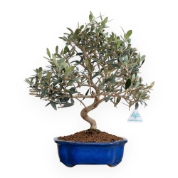 Olea Europaea - European Olive - 45 cm
