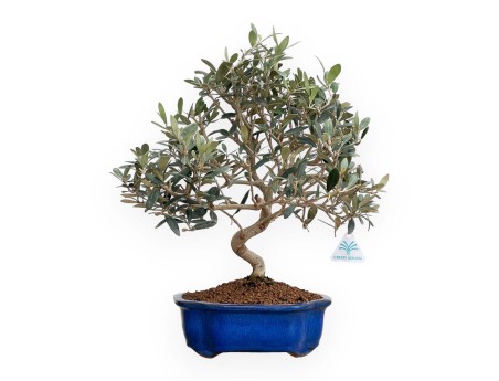 Olea Europaea - Olivo - 45 cm
