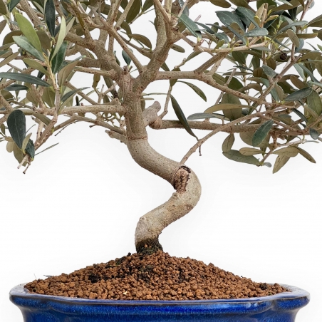 Olea Europaea - Olivo - 45 cm