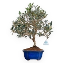 Olea Europaea - Olivo - 45 cm