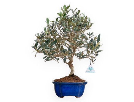 Olea Europaea - European Olive - 45 cm