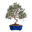 Olea Europaea - Olivo - 45 cm
