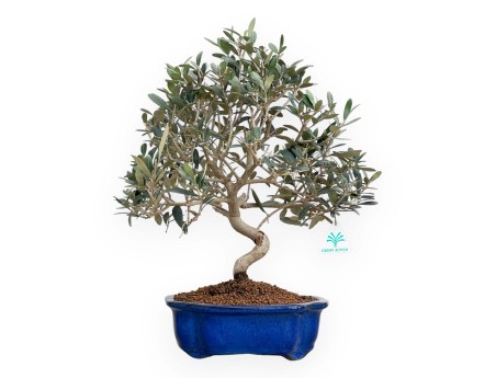 Olea Europaea - Olivo - 45 cm