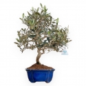 Olea Europaea - Olivo - 45 cm