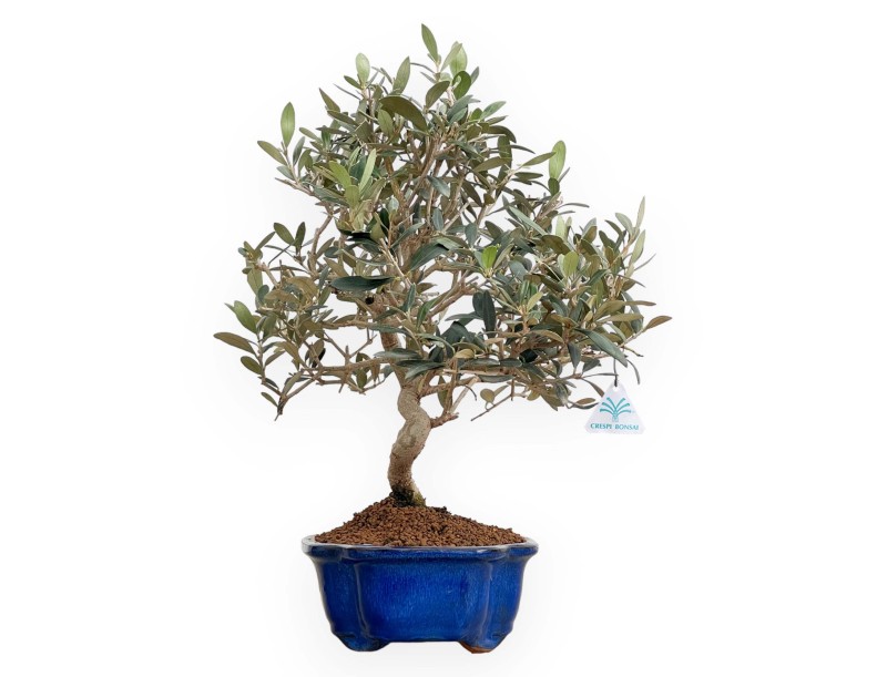 Olea Europaea - European Olive - 45 cm