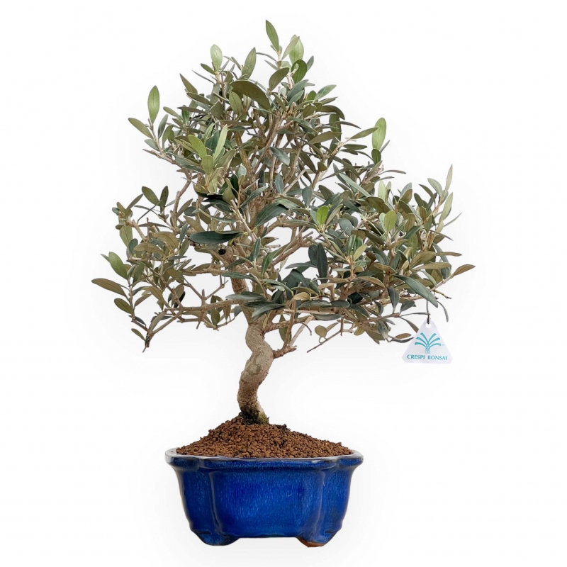 Olea Europaea - Olivo - 45 cm