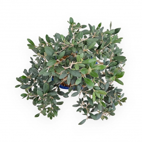 Olea Europaea - European Olive - 45 cm