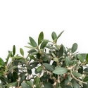 Olea Europaea - Olivo - 45 cm