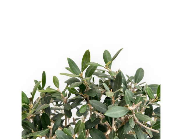 Olea Europaea - Olivier Européen - 45 cm 2