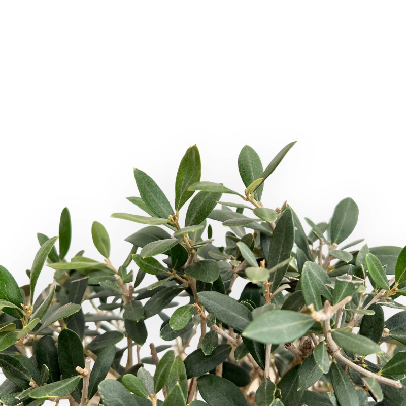 Olea Europaea - Olivo - 45 cm