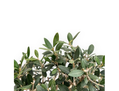 Olea Europaea - Olivo - 45 cm
