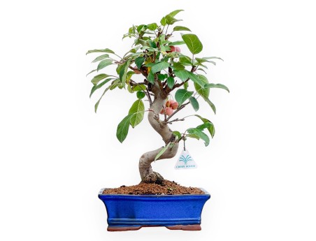 Pommier - Pommier - 46 cm