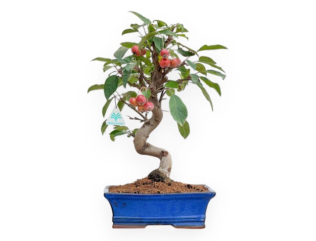 Malus - Apple Tree - 46 cm