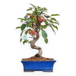 Malus - Pommier - 46 cm