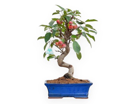 Malus - Apple Tree - 46 cm