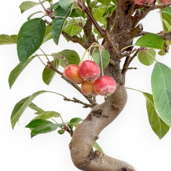 Malus - Pommier - 46 cm