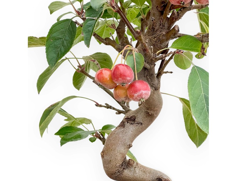 Malus - Melo - 46 cm