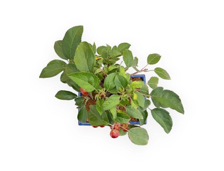 Malus - Apple Tree - 46 cm