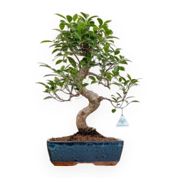 Ficus Retusa - 50 cm