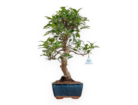Ficus Retusa - 50 cm