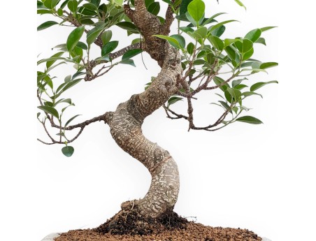 Ficus Retusa - 50 cm