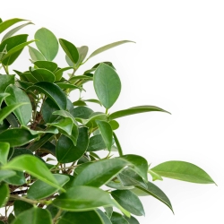 Ficus Retusa - 50 cm