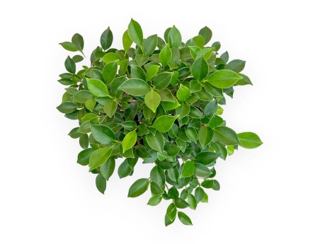 Ficus Retusa - 50 cm