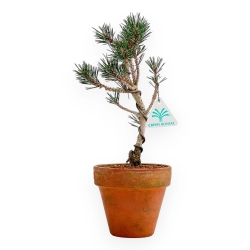 Pinus Thunbergii Kotobuki - Pino Nero - 32 cm