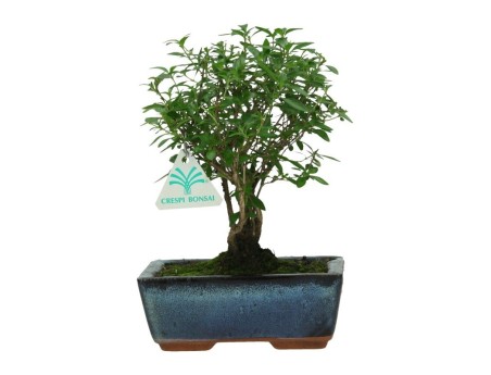 Serissa foetida - 23 cm