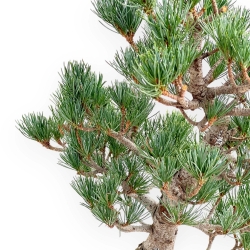 Pinus Pentaphylla - Pine five needles - 52 cm