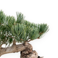 Pinus Pentaphylla - Pino a cinque aghi - 30 cm