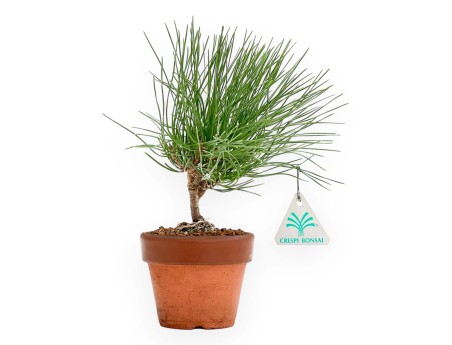 Pinus thunbergii - Pino negro - 23 cm