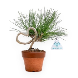 Pinus Thunbergii - Pino Nero - 23 cm
