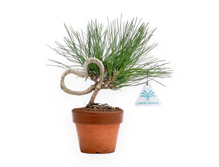 Pinus thunbergii – Schwarzkiefer – 23 cm