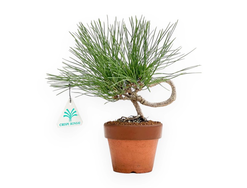 Pinus Thunbergii - Pino Nero - 23 cm