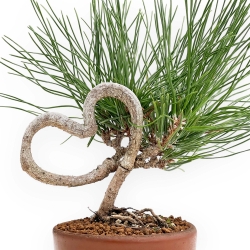 Pinus Thunbergii - Pino Nero - 23 cm