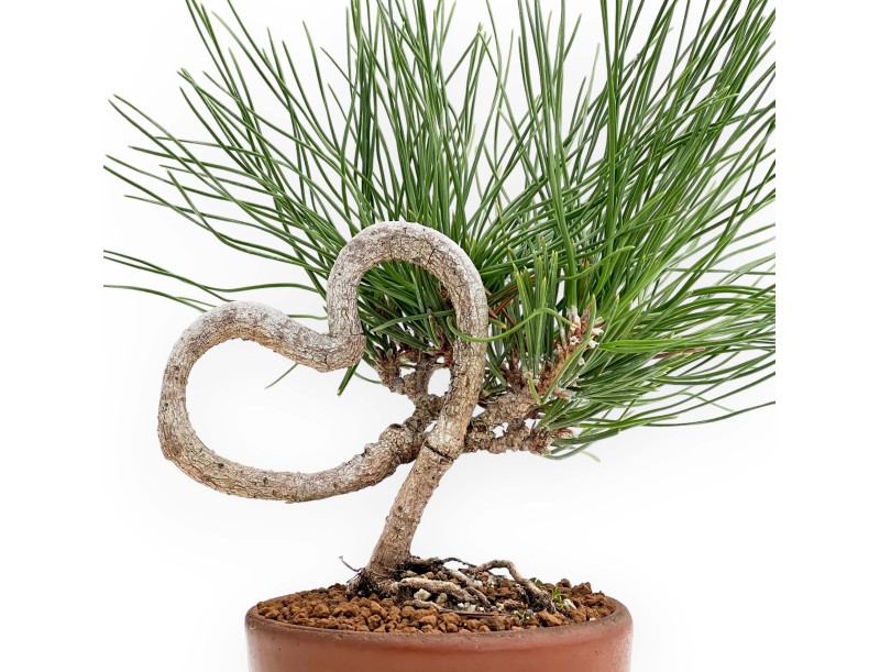 Pinus thunbergii - Zwarte den - 23 cm